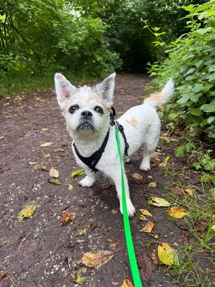 Hundelodge Bern I Hundetagesstätte & Hundebetreuung in Bern